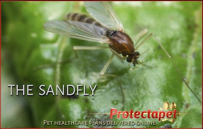 The sandfly that causes Leishmania in dogs and cats in Spain 
